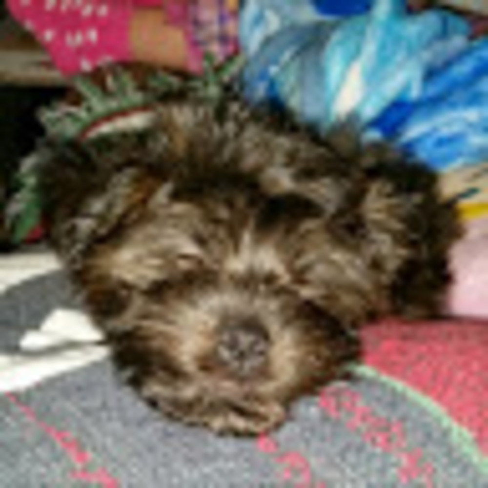 Meet your Posher, Shenan